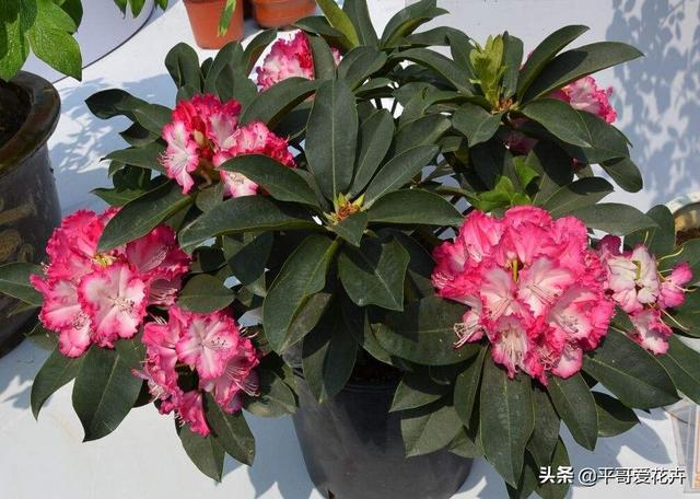 养花复合肥和磷钾肥哪个好（了解氮磷钾肥的用途）(4)