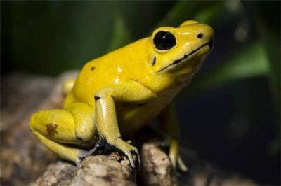 ​黄金箭毒蛙毒性：极端伤害（仅极端之一克可杀死成人）