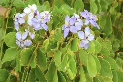 ​药用愈疮木：原产地为美洲热带地区（属于阔叶乔木）