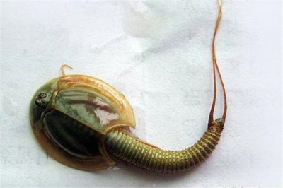 ​鲎虫：长得像“簸箕”一按便会出血（十分奇异的动物）