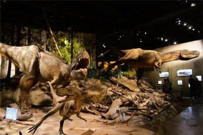 ​短足角龙：一种食草性恐龙（化石寄存在专物馆）