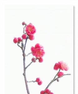 ​友梅的寓意，张爱玲说人生三大恨，《红楼梦》未完，高鹗版的续写真有这么差吗