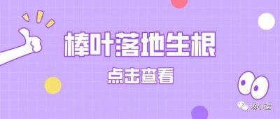 ​棒叶落地生根