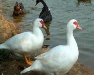 网络图片(侵删)