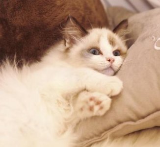 ​智商低的猫的表现(猫咪智商低的表现)