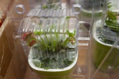 ​捕蝇草的特点，对人有危害吗