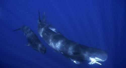 深海大王乌贼唯一的天敌, 专产稀世珍宝, 高达300多万美元!