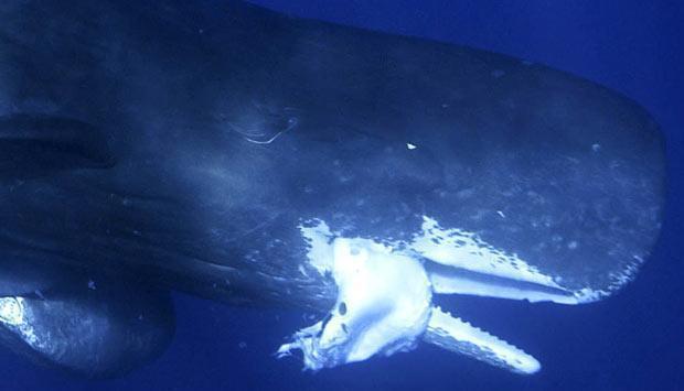 深海大王乌贼唯一的天敌, 专产稀世珍宝, 高达300多万美元!