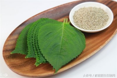 ​紫苏的功效与作用（散寒解表 宣肺止咳）