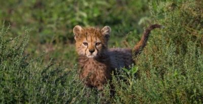 ​极兔快递又叫什么快递,极兔快递为什么被排挤