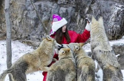 ​人间奇案：1个农妇训练10头狼崽子为夫报仇