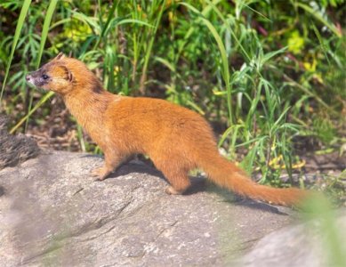 价值16万？辽宁两人捕售黄鼠狼被抓！专家：为保护动物，每只800