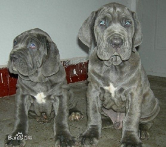 欧洲最强战斗犬纽波利顿，霸气侧漏太勇敢！