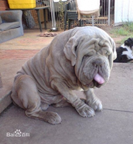 欧洲最强战斗犬纽波利顿，霸气侧漏太勇敢！