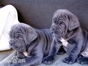 欧洲最强战斗犬纽波利顿，霸气侧漏太勇敢！