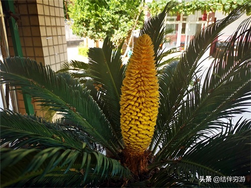 铁树开花，你见过吗？铁树开花过程实拍