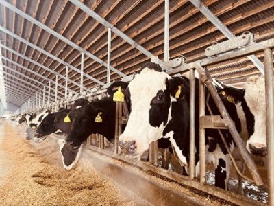 ​2025育肥牛价或迎上涨？养殖效益能否翻身？