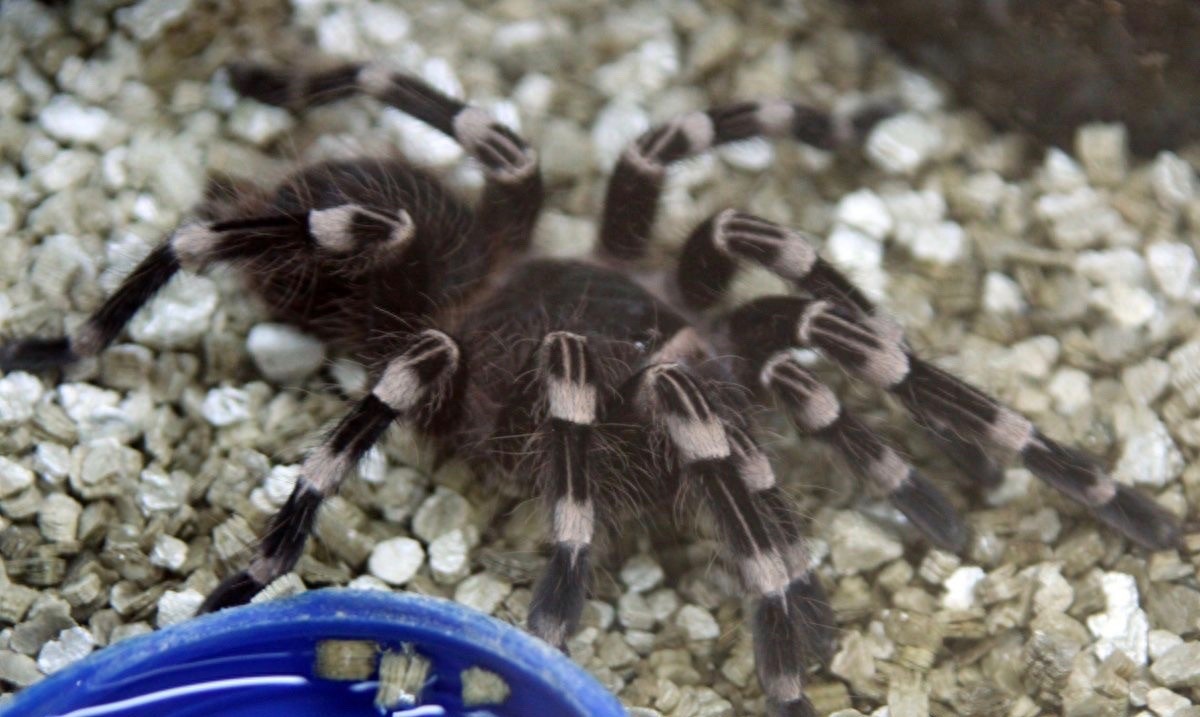 食人鱼你知道那么食人蛛呢?太恐怖你肯定不知道