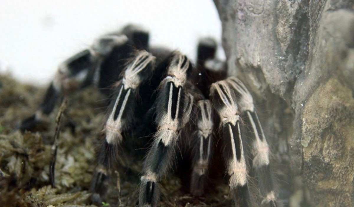 食人鱼你知道那么食人蛛呢?太恐怖你肯定不知道