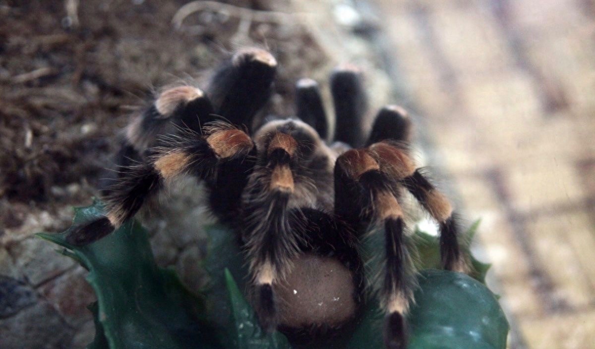 食人鱼你知道那么食人蛛呢?太恐怖你肯定不知道