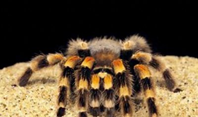 ​食人鱼你知道那么食人蛛呢？太恐怖你肯定不知道