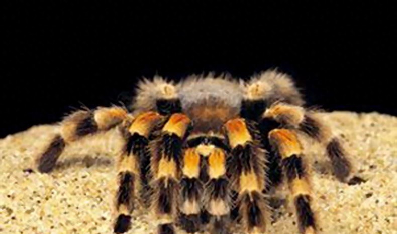 食人鱼你知道那么食人蛛呢?太恐怖你肯定不知道