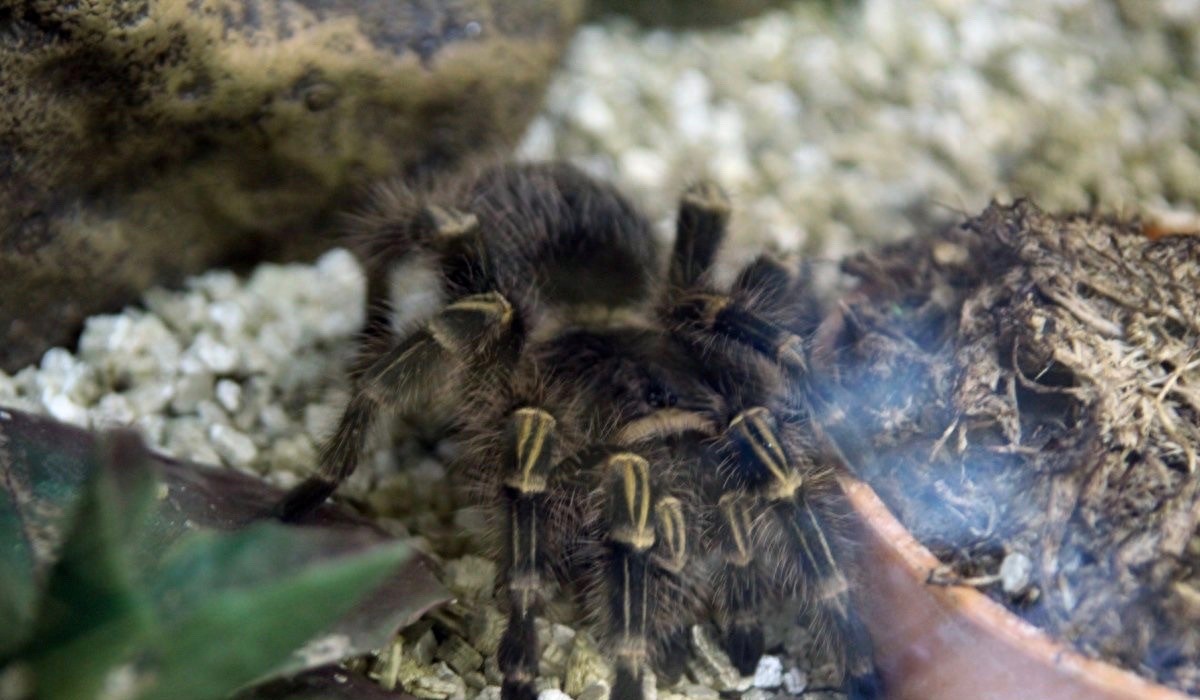 食人鱼你知道那么食人蛛呢?太恐怖你肯定不知道