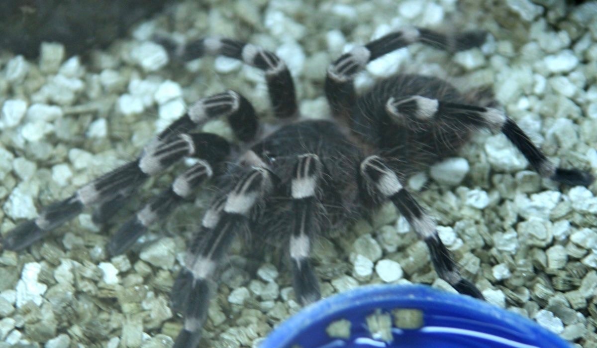 食人鱼你知道那么食人蛛呢?太恐怖你肯定不知道