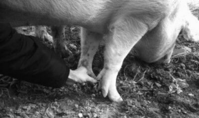 ​在农村，连屠夫都不敢杀的“五脚猪”，农村人是怎么处理的？