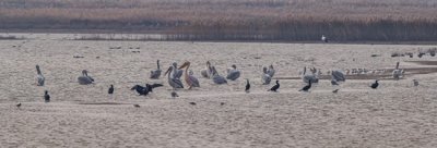 ​黄河口首次发现珍稀鸟类白鹈鹕