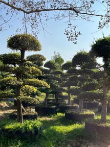 ​许昌鄢陵：花木之乡如何把风景卖到全国丨河南经济地理⑪