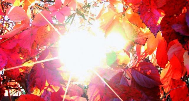 摩托罗拉razr刀锋折叠屏手机（刀锋掠影--摩托罗拉RAZR）(1)