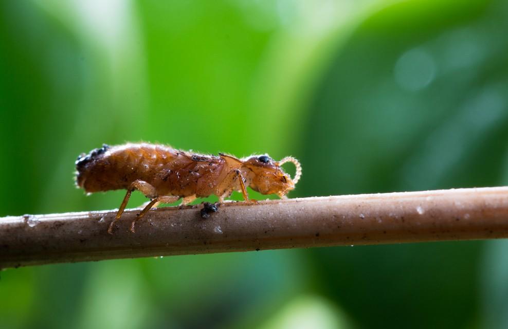 水蚁跟白蚁的区别(水蚁和白蚁一样吗)