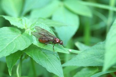 ​水蚁跟白蚁的区别（水蚁和白蚁一样吗）