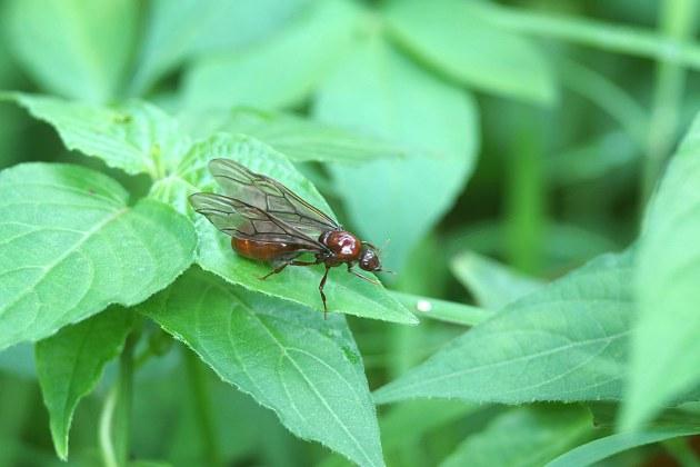 水蚁跟白蚁的区别(水蚁和白蚁一样吗)