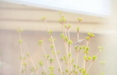 ​怎么样炖羊汤是奶白色羊汤如何煮成奶白色