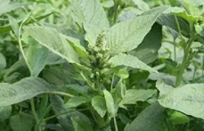 ​小时候最常见，常吃的一种野菜，号称长寿菜