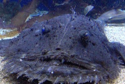 ​“灯笼鱼”深海鮟鱇