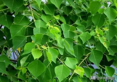 ​农村怪树乌桕，碰不得摸不得，过去农民见到绕道走，如今成摇钱树