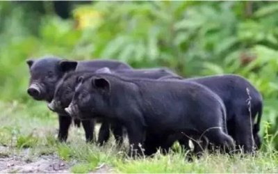 ​听过一种由野猪驯化而来黑色皮毛的蕨麻猪吗？