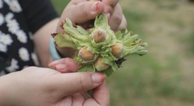 ​新泰有片榛子林 纯受益每亩上万元