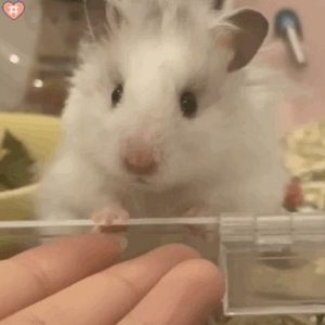 ​小仓鼠表情包分享｜可可爱爱